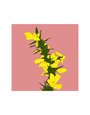 MY SHOP COLLECTION Framed Print- Gorse