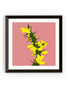 MY SHOP COLLECTION Framed Print- Gorse
