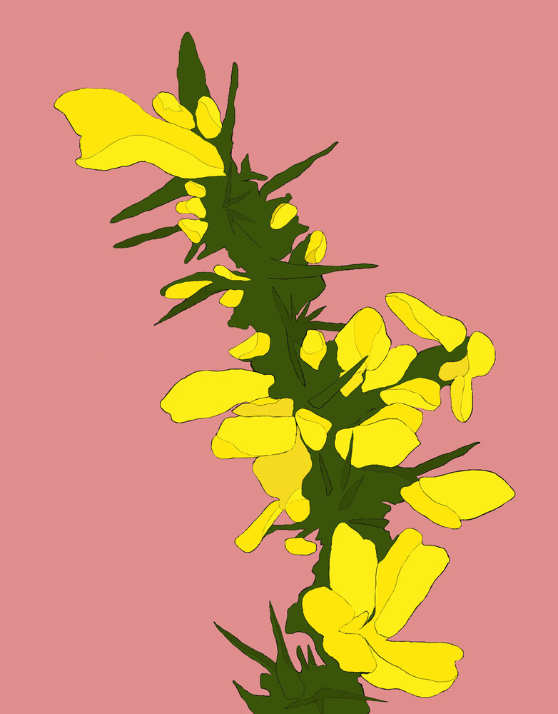 MY SHOP COLLECTION Framed Print- Gorse