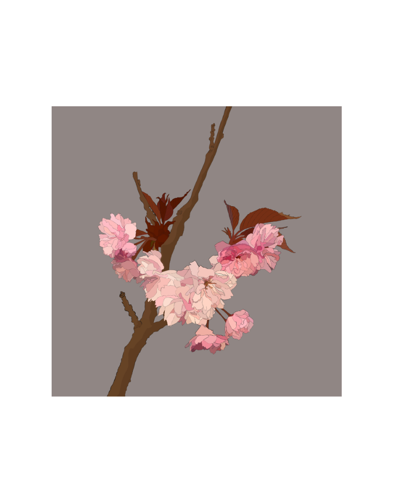 MY SHOP COLLECTION Framed Print- Cherry Blossom