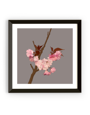 MY SHOP COLLECTION Framed Print- Cherry Blossom