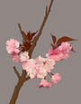 MY SHOP COLLECTION Framed Print- Cherry Blossom