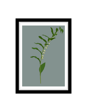MY SHOP COLLECTION Framed A4 Print - Solomon's Seal