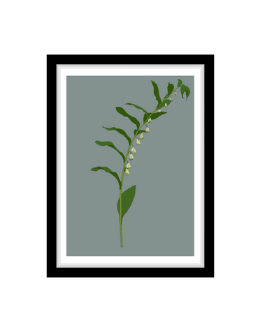 MY SHOP COLLECTION Framed A4 Print - Solomon's Seal