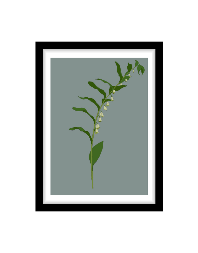 MY SHOP COLLECTION Framed A4 Print - Solomon's Seal