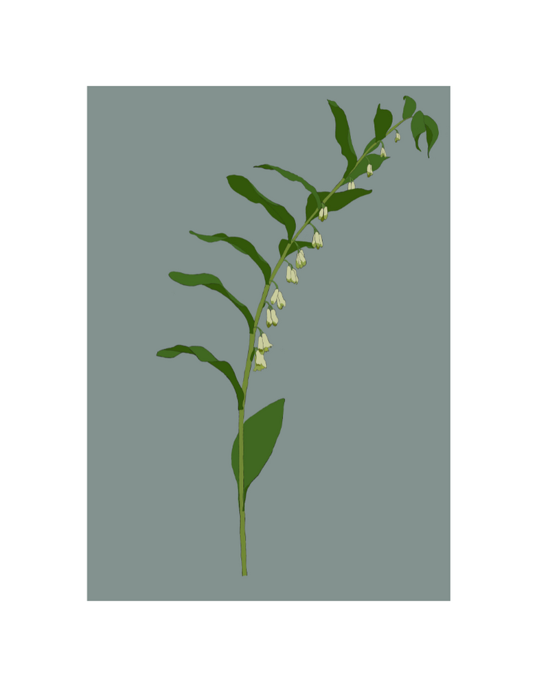 MY SHOP COLLECTION Framed A4 Print - Solomon's Seal