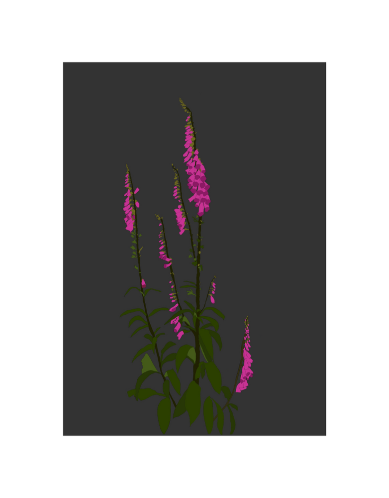 MY SHOP COLLECTION Framed A4 Print - Foxgloves