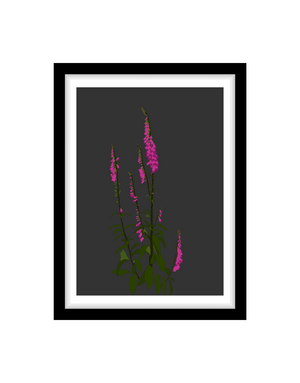 MY SHOP COLLECTION Framed A4 Print - Foxgloves