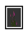 MY SHOP COLLECTION Framed A4 Print - Foxgloves