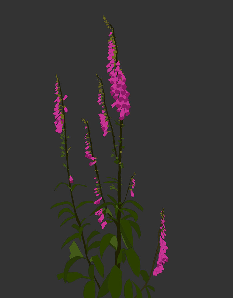 MY SHOP COLLECTION Framed A4 Print - Foxgloves