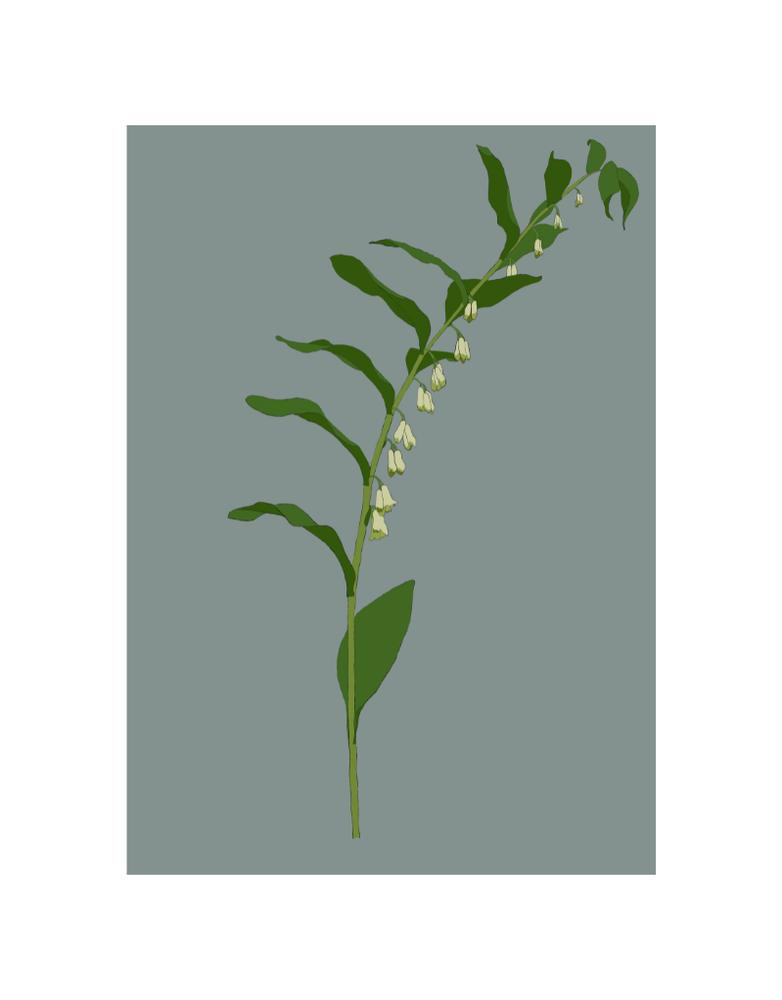 MY SHOP COLLECTION Framed A3 Print Solomon's Seal