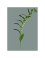 MY SHOP COLLECTION Framed A3 Print Solomon's Seal
