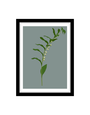 MY SHOP COLLECTION Framed A3 Print Solomon's Seal