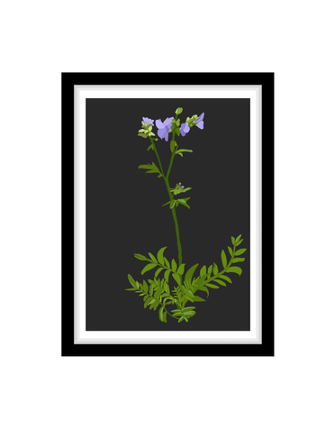 MY SHOP COLLECTION Framed A3 Print Jacobs Ladder