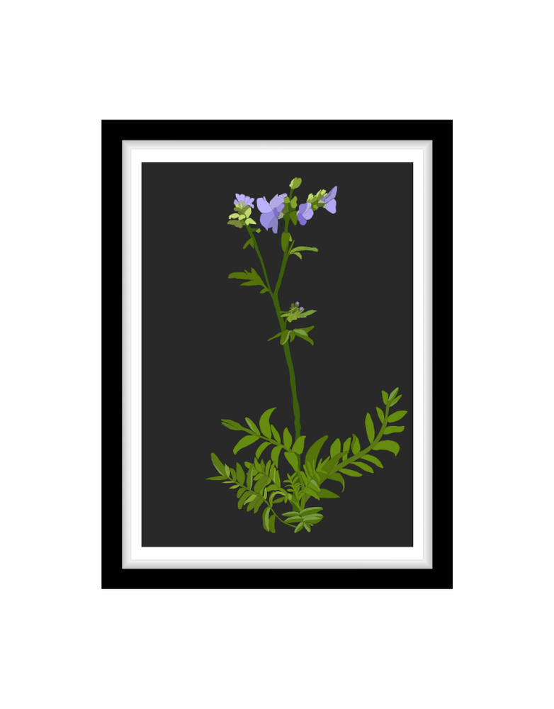 MY SHOP COLLECTION Framed A3 Print Jacobs Ladder