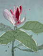 ART CARDS Card -  Magnolia On Blue
