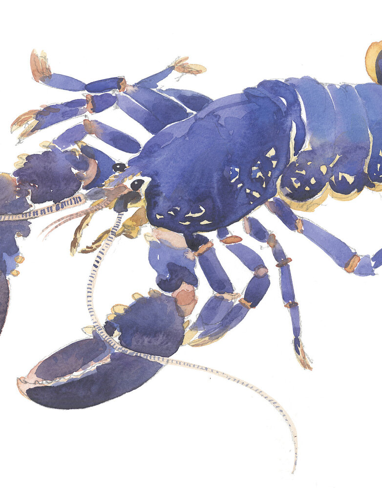 BARBARA ALLEN Lobster Print- A3