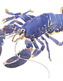 BARBARA ALLEN Lobster Print- A3