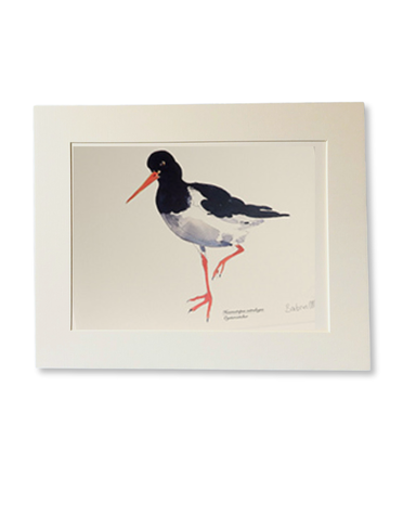 BARBARA ALLEN Oystercatcher Print- A5