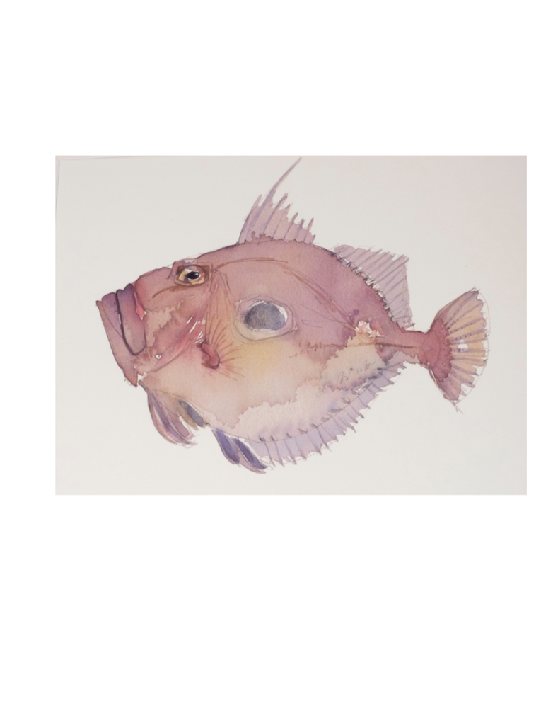 BARBARA ALLEN JohnDory Print- A3