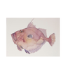 BARBARA ALLEN JohnDory Print- A3