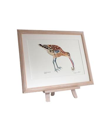 BARBARA ALLEN Curlew Print -A3