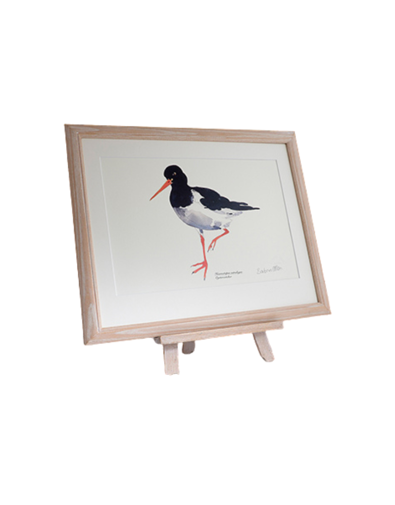 BARBARA ALLEN Oystercatcher Print - A3