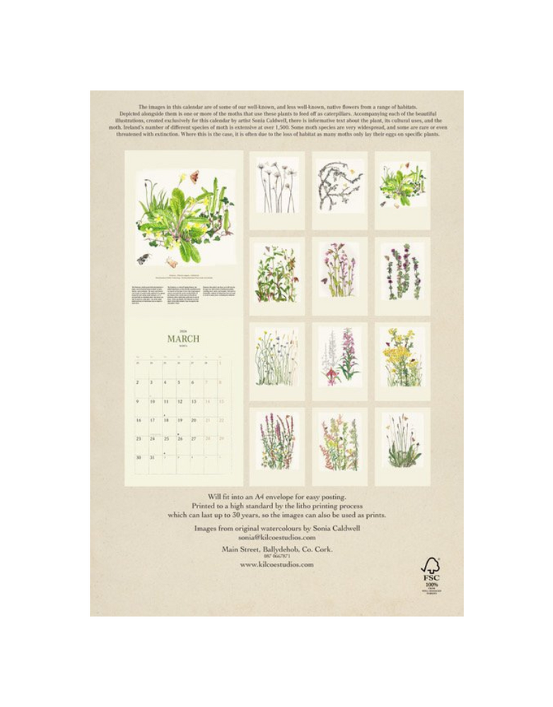 KILCOE STUDIOS Calendar 2026 - Irish Wildflowers and Moths