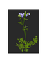 MY SHOP COLLECTION A4 Print- Jacobs Ladder