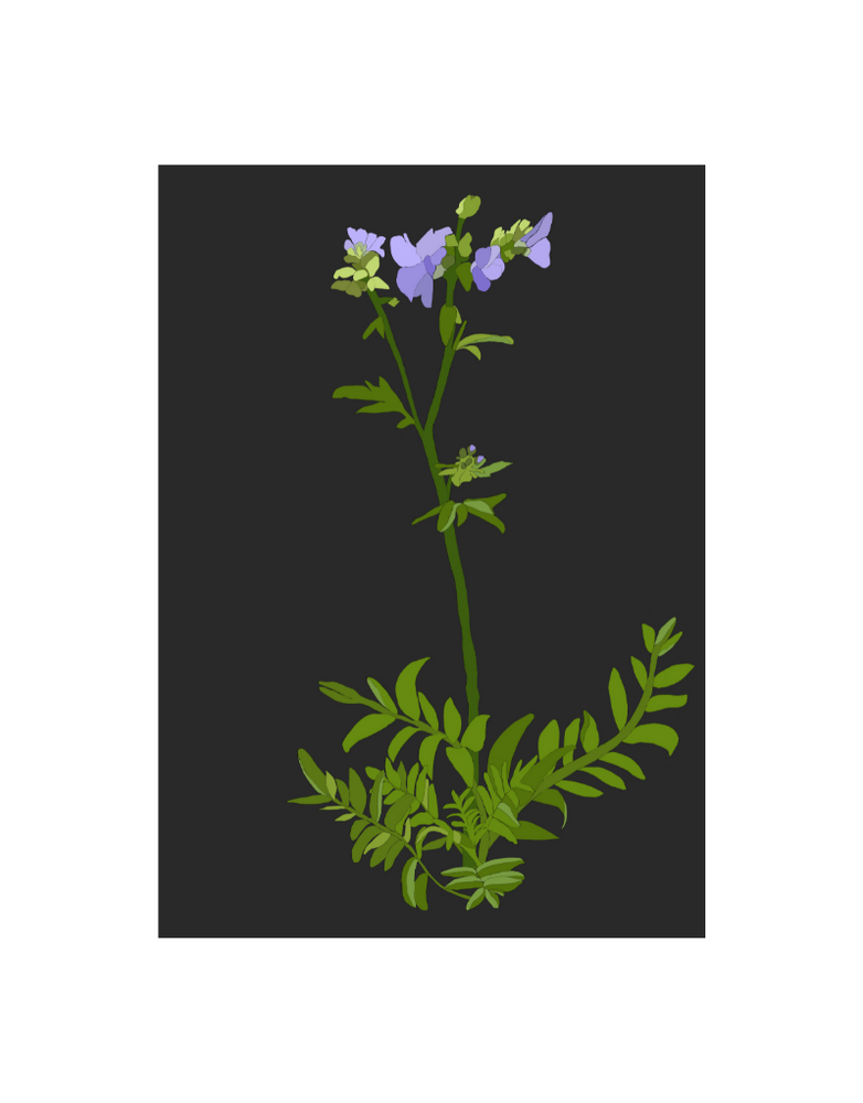 MY SHOP COLLECTION A4 Print- Jacobs Ladder