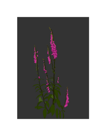 MY SHOP COLLECTION A4 Print- Foxglove