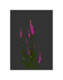 MY SHOP COLLECTION A4 Print- Foxglove
