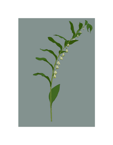 MY SHOP COLLECTION A4 Print- Solomon Seal