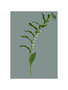 MY SHOP COLLECTION A4 Print- Solomon Seal