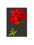 MY SHOP COLLECTION A4 Print- Geranium