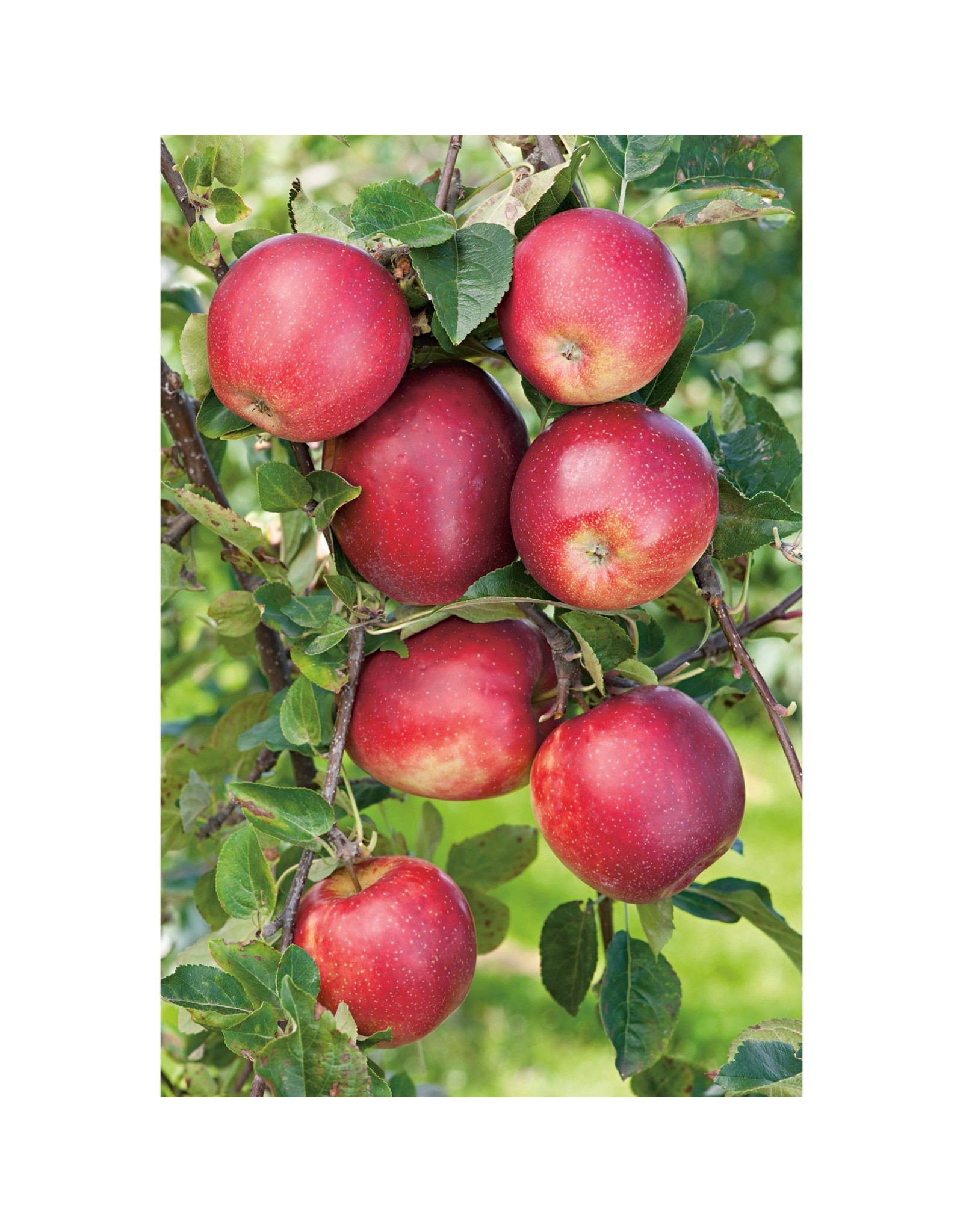 Malus domestica Summerred