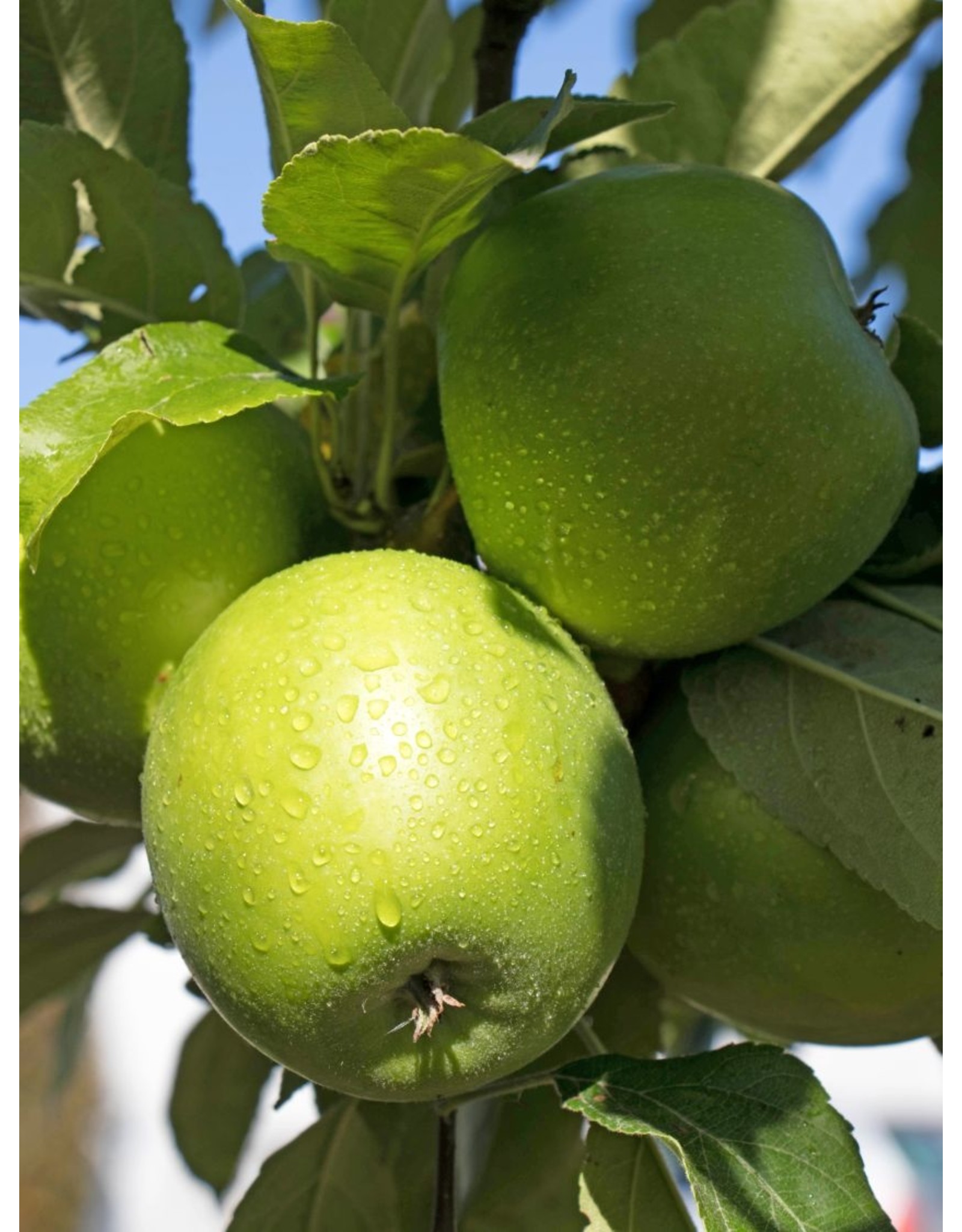 Malus domestica Granny Smith