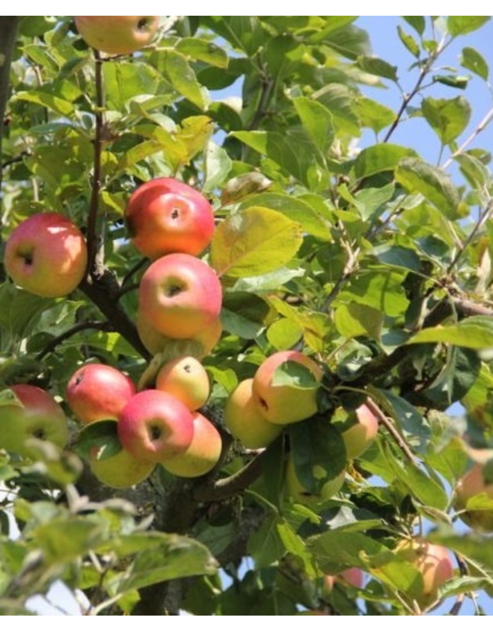 Malus domestica Groninger Kroon