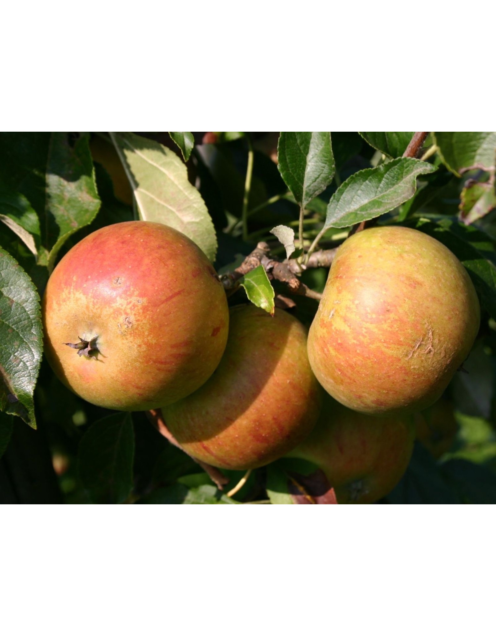 Malus domestica Cox Orange Pippin