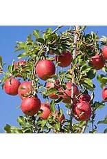 Malus domestica Benoni