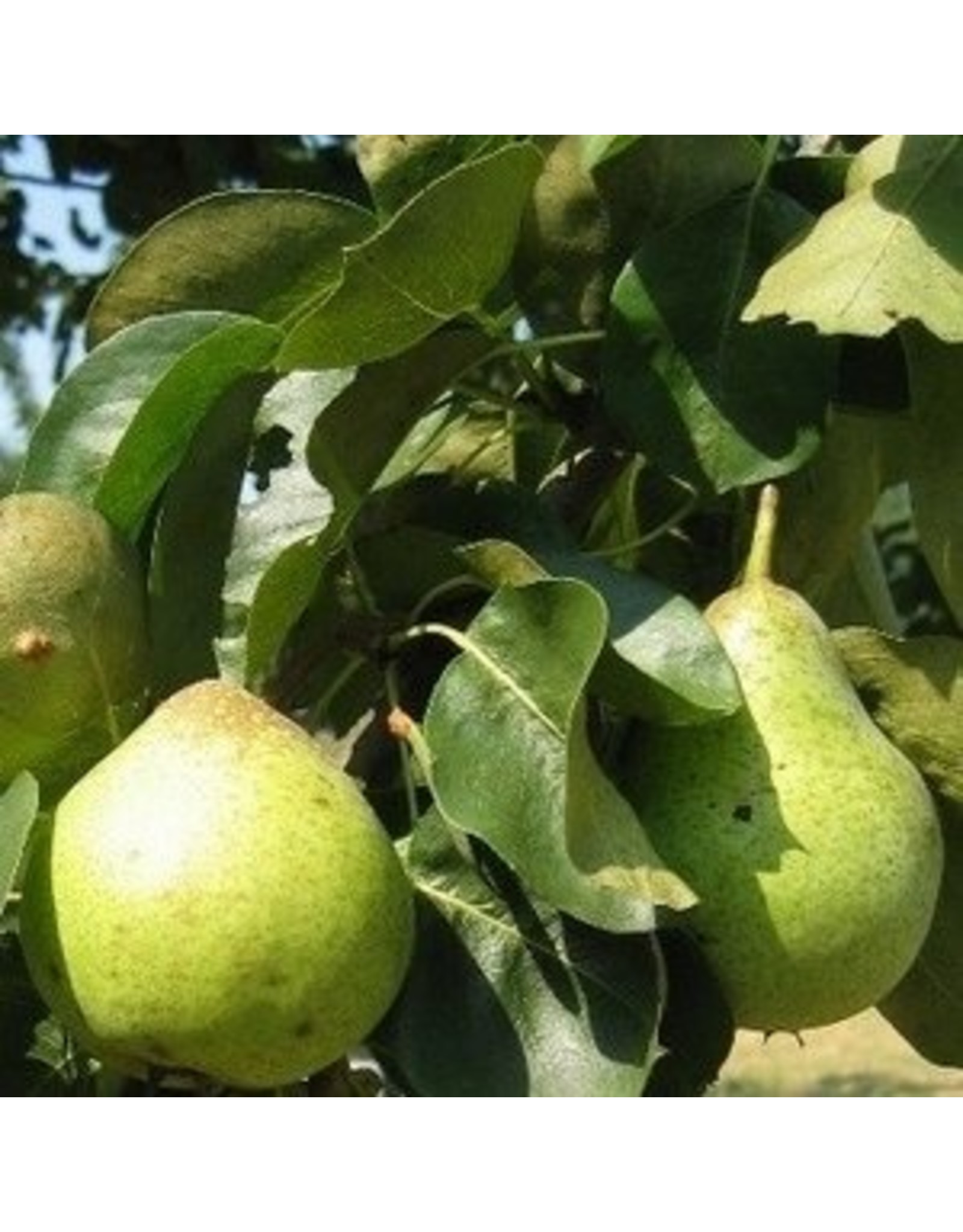 Pyrus communis Noordhollandse Suikerpeer