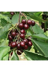 Prunus avium Sunburst