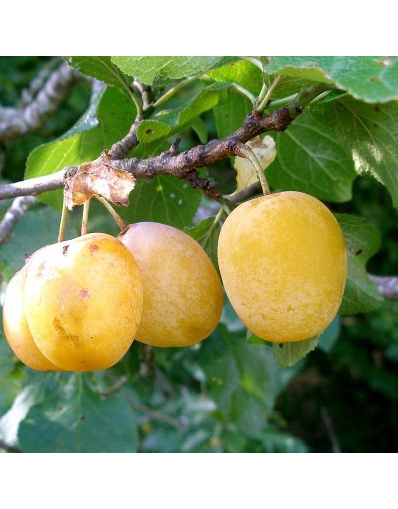 Prunus domestica Reine Claude d'Oullins (zelfbestuivend)