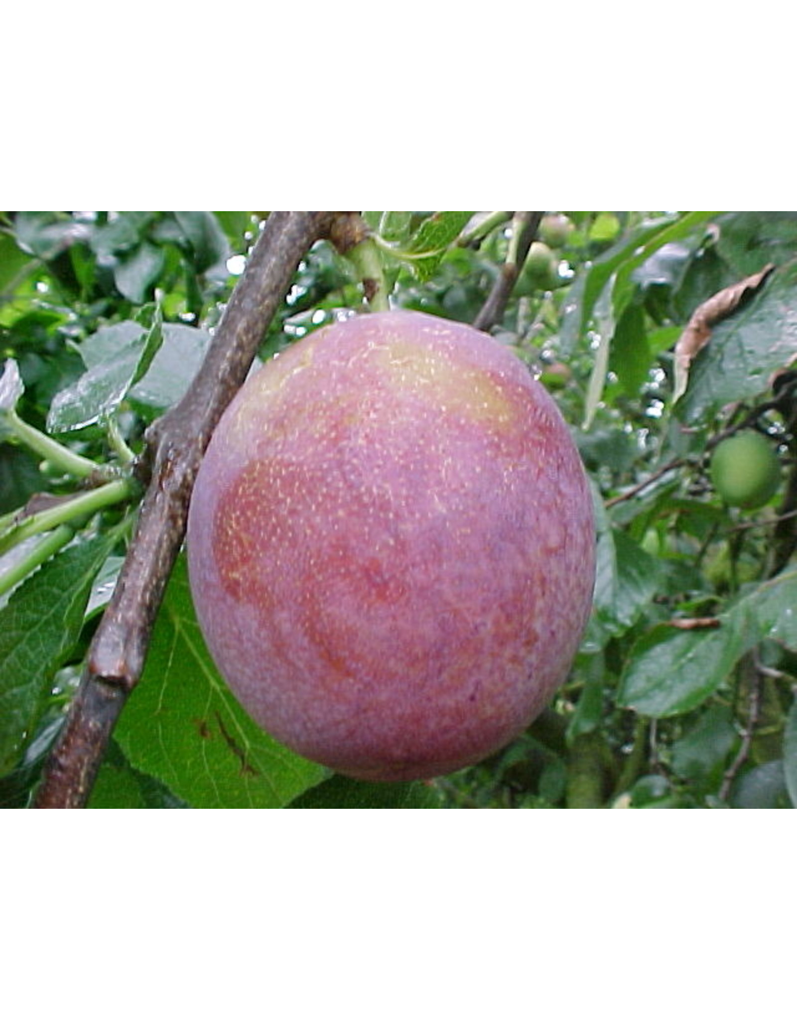 Prunus domestica Reine Claude van Schouwen (zelfbestuivend)