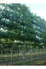 Liquidambar Styraciflua Worplesdon Leiamberboom