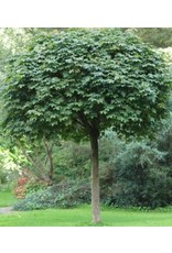 Acer Platanoides Globosum Bolesdoorn