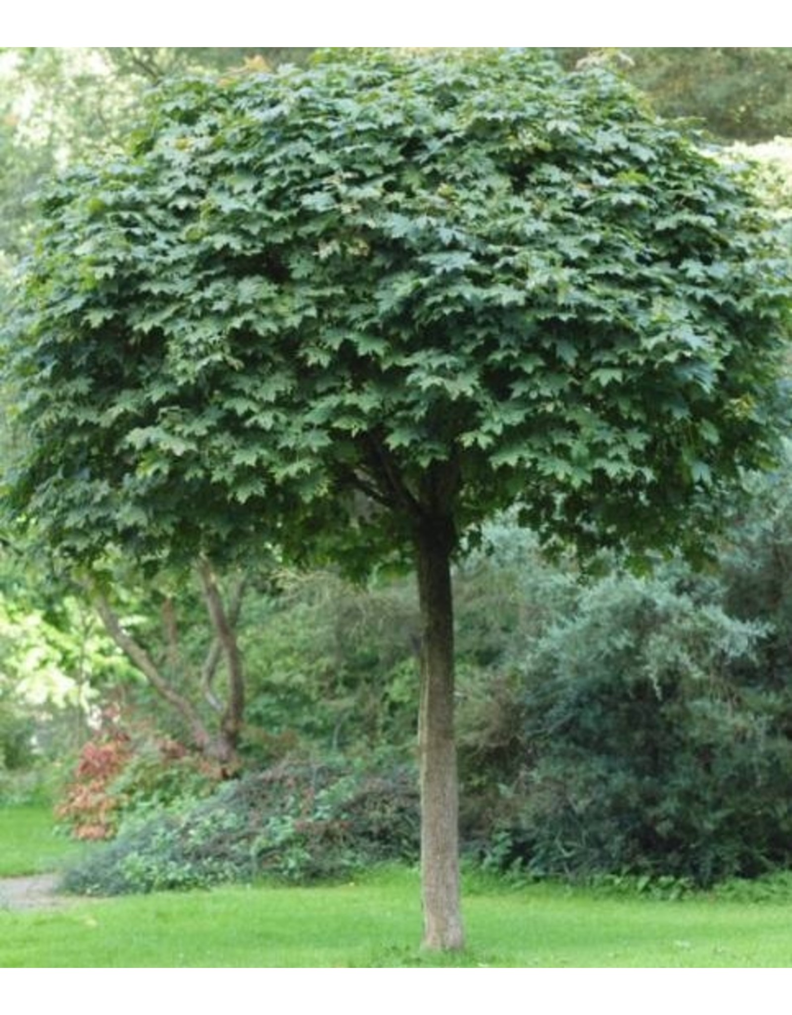 Acer Platanoides Globosum Bolesdoorn