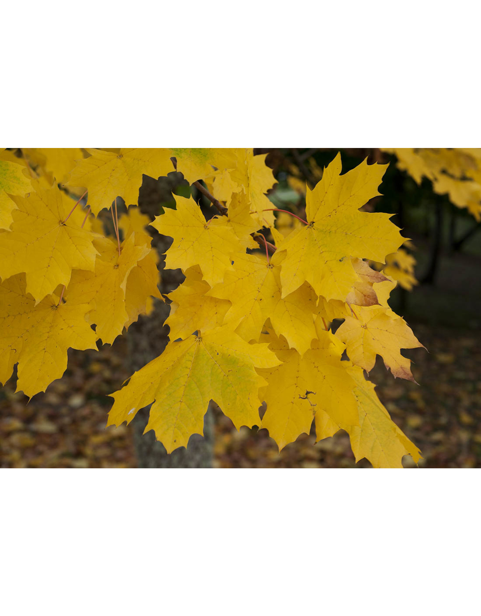 Acer Platanoides Globosum Bolesdoorn