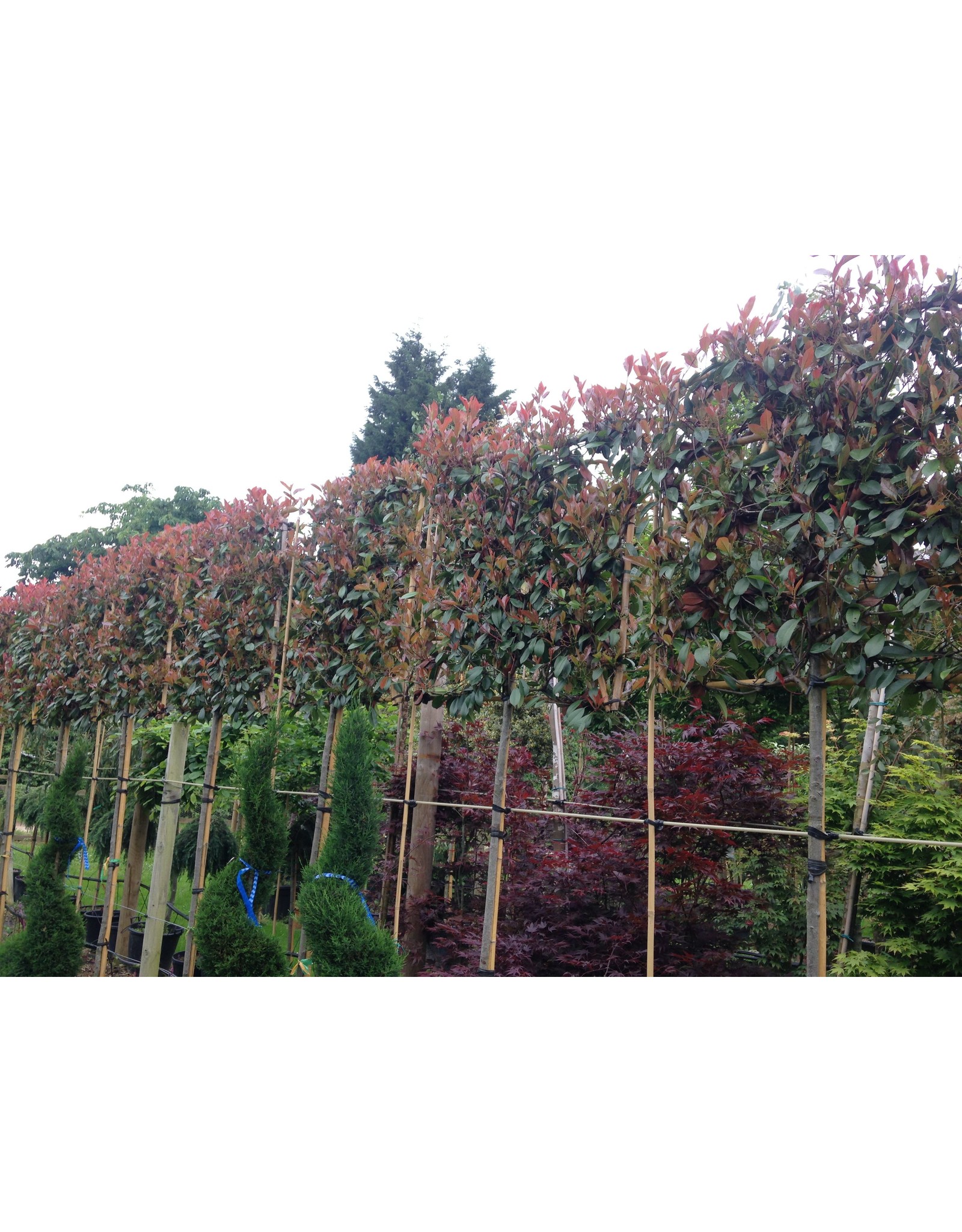 Photinia fraseri Red Robin Bolphotinia