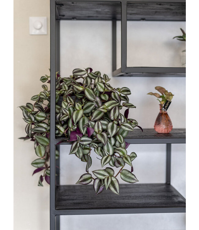 Rootsmann Fächerschrank Moos Holz Smal | Schwarz